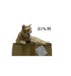 The orange and tabby cat（個別スタンプ：19）