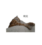 The orange and tabby cat（個別スタンプ：20）