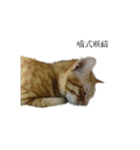 The orange and tabby cat（個別スタンプ：21）