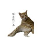 The orange and tabby cat（個別スタンプ：22）