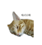 The orange and tabby cat（個別スタンプ：23）