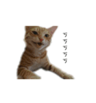 The orange and tabby cat（個別スタンプ：24）