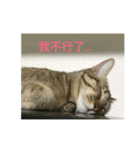 Mixs（個別スタンプ：3）