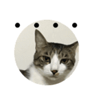 Mixs（個別スタンプ：8）