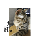 Mixs（個別スタンプ：15）