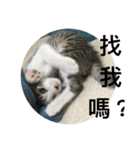 Mix cats（個別スタンプ：1）