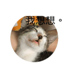 Mix cats（個別スタンプ：2）