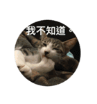 Mix cats（個別スタンプ：3）
