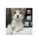 Mix cats（個別スタンプ：4）