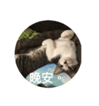 Mix cats（個別スタンプ：5）