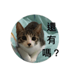 Mix cats（個別スタンプ：7）