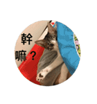Mix cats（個別スタンプ：8）