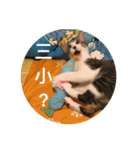 Mix cats（個別スタンプ：9）