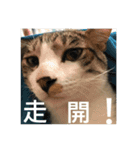 Mix cats（個別スタンプ：10）