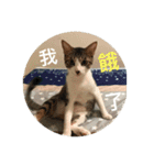 Mix cats（個別スタンプ：11）