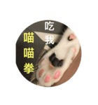 Mix cats（個別スタンプ：13）