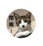 Mix cats（個別スタンプ：14）
