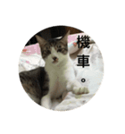 Mix cats（個別スタンプ：15）