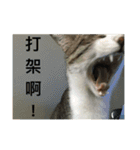 Mix cats（個別スタンプ：16）