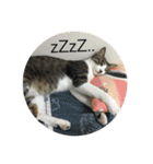 Mix cats（個別スタンプ：17）