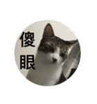 Mix cats（個別スタンプ：18）