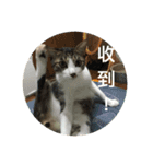 Mix cats（個別スタンプ：19）