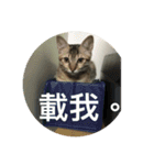 Mix cats（個別スタンプ：20）