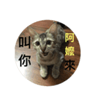 Mix cats（個別スタンプ：21）