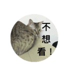 Mix cats（個別スタンプ：22）