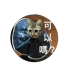 Mix cats（個別スタンプ：23）