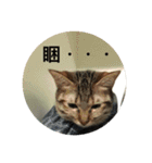 Mix cats（個別スタンプ：24）