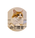 south cat（個別スタンプ：1）