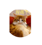 south cat（個別スタンプ：3）
