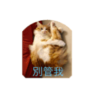 south cat（個別スタンプ：4）