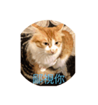 south cat（個別スタンプ：5）