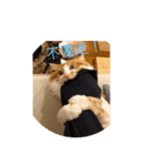 south cat（個別スタンプ：6）