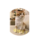 south cat（個別スタンプ：7）