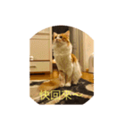 south cat（個別スタンプ：10）