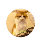 south cat（個別スタンプ：11）