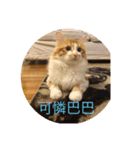 south cat（個別スタンプ：12）