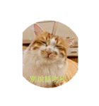 south cat（個別スタンプ：13）
