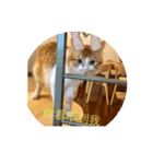 south cat（個別スタンプ：14）