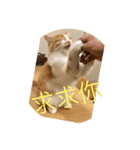 south cat（個別スタンプ：15）