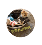 south cat（個別スタンプ：16）