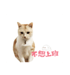 my name is Pudding（個別スタンプ：4）