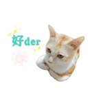 my name is Pudding（個別スタンプ：9）