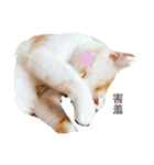my name is Pudding（個別スタンプ：11）
