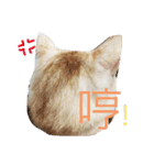 my name is Pudding（個別スタンプ：12）