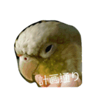 funny parrot's daily 2（個別スタンプ：1）