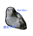 funny parrot's daily 2（個別スタンプ：2）